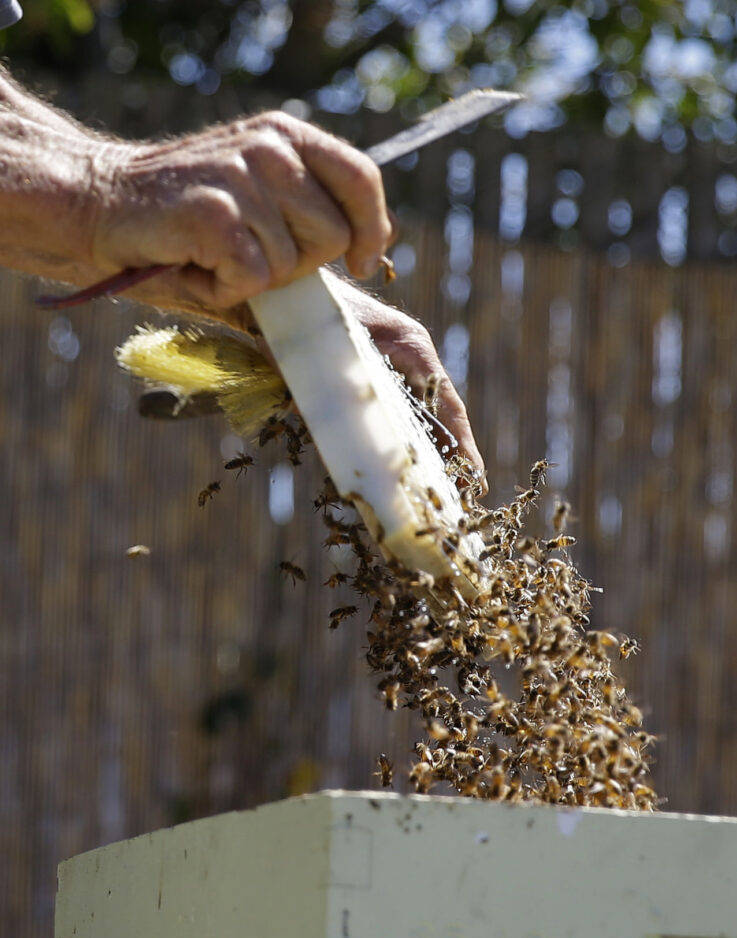Beekeeping guidelines adopted in Centerville News, Sports, Jobs